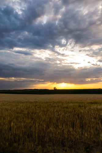 Cloudy sunset in field